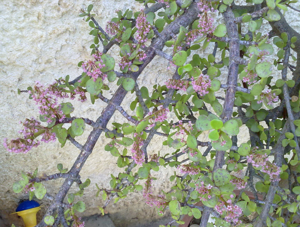 Portulacaria afra Jacq.